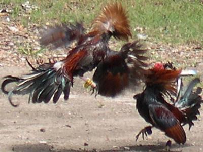 TEXT_Rapia_(400x300).jpg